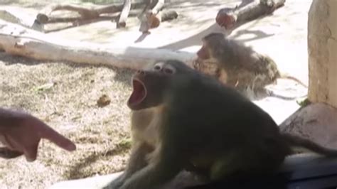 A baboon perceives a magic trick